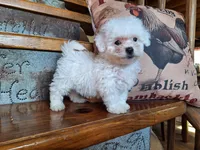 Lacy, a female Bichon Frise and Poodle - Toy  for sale in Crawfordsville, IN – Photo 3 of 6