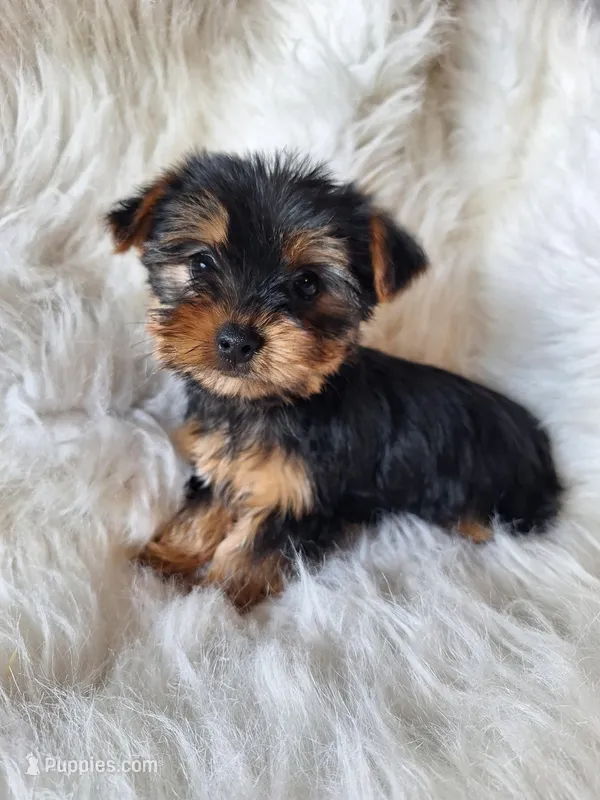 Bryce – Yorkshire Terrier puppy for sale in Crawfordsville, IN