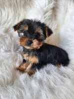 Bryce, a male Yorkshire Terrier for sale in Crawfordsville, IN – Photo 1 of 8