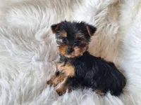 Bryce, a male Yorkshire Terrier for sale in Crawfordsville, IN – Photo 8 of 8