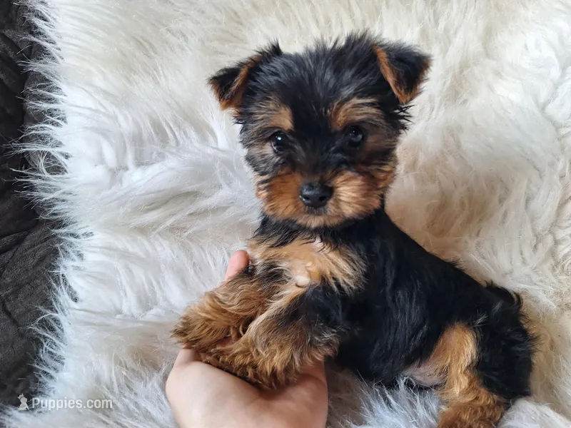 Bryce – Yorkshire Terrier puppy for sale in Crawfordsville, IN