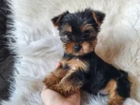 Bryce, a male Yorkshire Terrier for sale in Crawfordsville, IN – Photo 7 of 8