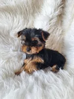Bryce, a male Yorkshire Terrier for sale in Crawfordsville, IN – Photo 5 of 8