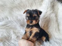 Bryce, a male Yorkshire Terrier for sale in Crawfordsville, IN – Photo 4 of 8