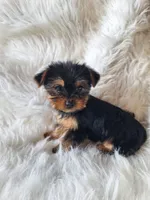 Bryce, a male Yorkshire Terrier for sale in Crawfordsville, IN – Photo 6 of 8