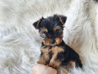 Bryce, a male Yorkshire Terrier for sale in Crawfordsville, IN – Photo 2 of 8