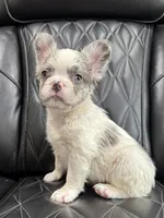 REDUCED PRICE FLUFFY KOI RENO, a male French Bulldog for sale in Camdenton, MO – 4 of 10