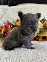 FLUFFY JAZZY, a female French Bulldog for sale in Camdenton, MO – 4 of 8