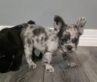 Fluffy Emma, a female French Bulldog for sale in Camdenton, MO – 2 of 10