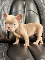 REDUCED SASHA, a female French Bulldog for sale in Camdenton, MO – 6 of 8
