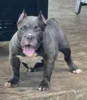  REDUCED PRICE Star *Pocket bully*, a female American Bully for sale in Camdenton, MO – 5 of 10