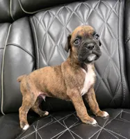 Ollie, a male Boxer for sale in Camdenton, MO – 3 of 10