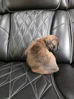 Bruno, a male Boxer for sale in Camdenton, MO – 10 of 10