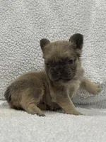 FLUFFY FLUFFY MIA, a female French Bulldog for sale in Camdenton, MO – 9 of 10