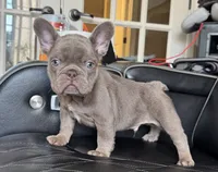 Dozer , a male French Bulldog for sale in Camdenton, MO – 4 of 10