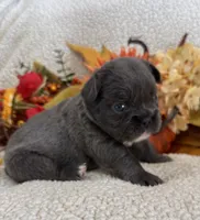 FLUFFY DOLLY, a female French Bulldog for sale in Camdenton, MO – 2 of 7