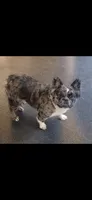 Camilla , a female French Bulldog for sale in Camdenton, MO – 2 of 4