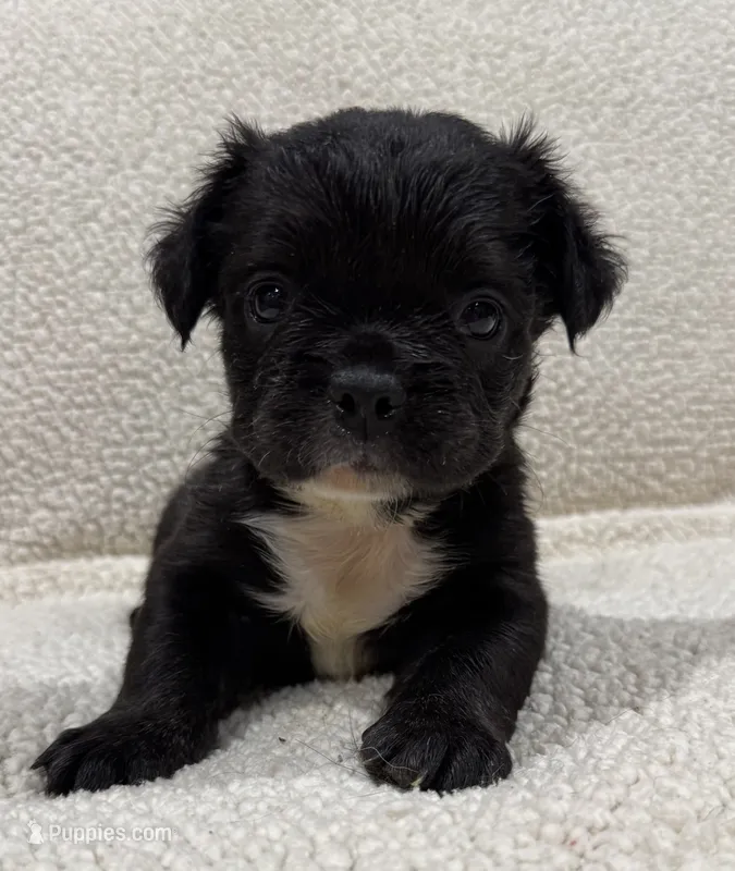 REDUCED💲FLUFFY MIDNIGHT – French Bulldog puppy for sale in Osage Beach, MO