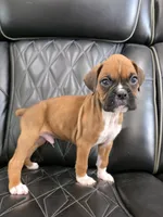 Rex -full akc, a male Boxer for sale in Camdenton, MO – 7 of 10
