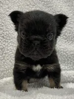 FLUFFY BIG ROPE RICO, a male French Bulldog for sale in Camdenton, MO – 6 of 10