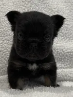 FLUFFY BIG ROPE RICO, a male French Bulldog for sale in Camdenton, MO – 1 of 10