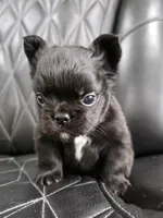 Fluffy Jack, a male French Bulldog for sale in Camdenton, MO – 9 of 10