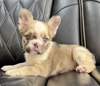 REDUCED PRICE FLUFFY CASHMERE , a female French Bulldog for sale in Camdenton, MO – 2 of 10