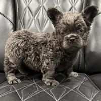 ✳️REDUCED💲 FLUFFY BENTLEY ✳️, a male French Bulldog for sale in Camdenton, MO – Photo 7 of 7