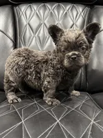 ✳️ FLUFFY 💲 BENTLEY ✳️, a male French Bulldog for sale in Camdenton, MO – Photo 7 of 7
