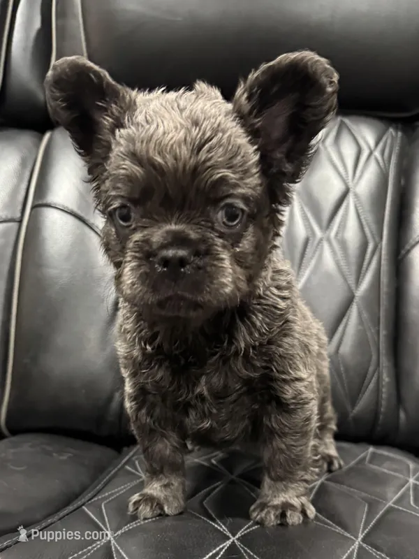 ✳️ FLUFFY 💲 BENTLEY ✳️