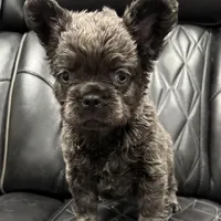 ✳️REDUCED💲 FLUFFY BENTLEY ✳️, a male French Bulldog for sale in Camdenton, MO – Photo 1 of 7