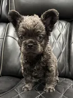 ✳️ FLUFFY 💲 BENTLEY ✳️, a male French Bulldog for sale in Camdenton, MO – Photo 1 of 7