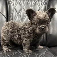 ✳️REDUCED💲 FLUFFY BENTLEY ✳️, a male French Bulldog for sale in Camdenton, MO – Photo 3 of 7
