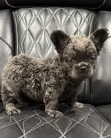 ✳️ FLUFFY 💲 BENTLEY ✳️, a male French Bulldog for sale in Camdenton, MO – Photo 3 of 7