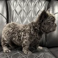 ✳️REDUCED💲 FLUFFY BENTLEY ✳️, a male French Bulldog for sale in Camdenton, MO – Photo 6 of 7