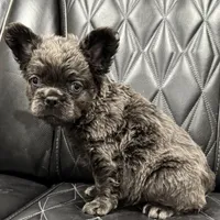 ✳️REDUCED💲 FLUFFY BENTLEY ✳️, a male French Bulldog for sale in Camdenton, MO – Photo 4 of 7