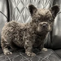 ✳️REDUCED💲 FLUFFY BENTLEY ✳️, a male French Bulldog for sale in Camdenton, MO – Photo 5 of 7