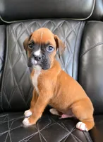 Bandit- full akc ✅️vet checked✅️, a male Boxer for sale in Camdenton, MO – 7 of 10