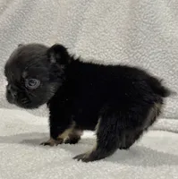 FLUFFY BIG ROPE RICO, a male French Bulldog for sale in Camdenton, MO – 10 of 10