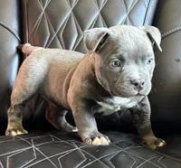 Star *Pocket bully*, a female American Bully for sale in Camdenton, MO – 7 of 10