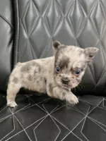 Fluffy Emma, a female French Bulldog for sale in Camdenton, MO – 5 of 9