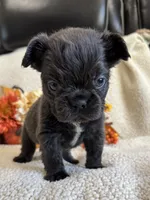 FLUFFY ROCKY, a male French Bulldog for sale in Camdenton, MO – 5 of 7