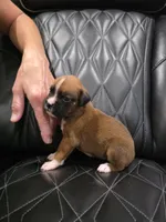 Roxy, a female Boxer for sale in Camdenton, MO – 4 of 8