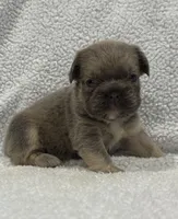 FLUFFY BIG ROPE MAUI, a female French Bulldog for sale in Camdenton, MO – 3 of 9