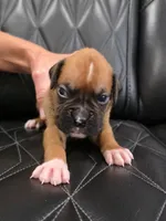 Reese, a male Boxer for sale in Camdenton, MO – 5 of 8