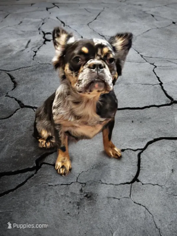 Versace  – French Bulldog puppy for sale in Camdenton, MO