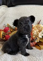 FLUFFY ROCKY, a male French Bulldog for sale in Camdenton, MO – 3 of 7