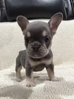 REDUCED💲KARLEE , a female French Bulldog for sale in Osage Beach, MO – 4 of 10