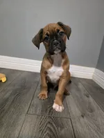 Maverick , a male French Bulldog and Boxer for sale in Camdenton, MO – 6 of 10