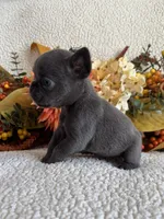 BRYNLEE, a female French Bulldog for sale in Camdenton, MO – 8 of 8